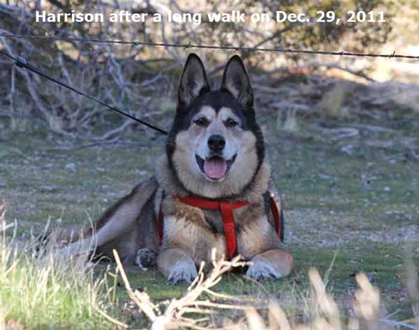 Our dog Harrison Dec 29, 2011